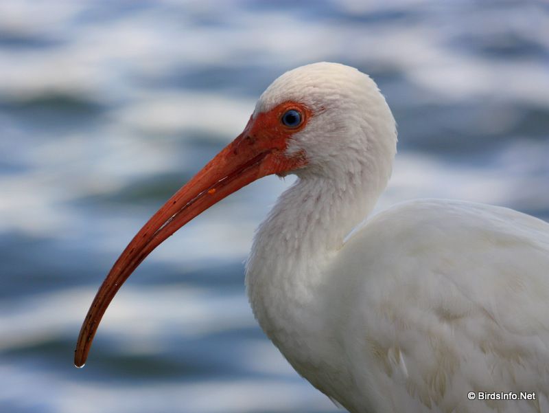 American White Ibis